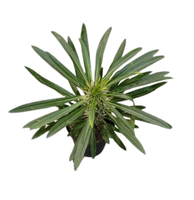 Madagascar Palm